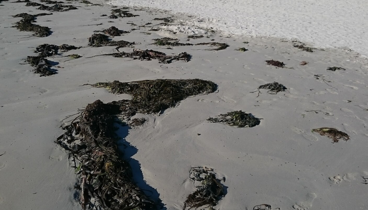 Laisse de mer à la pointe du Bill